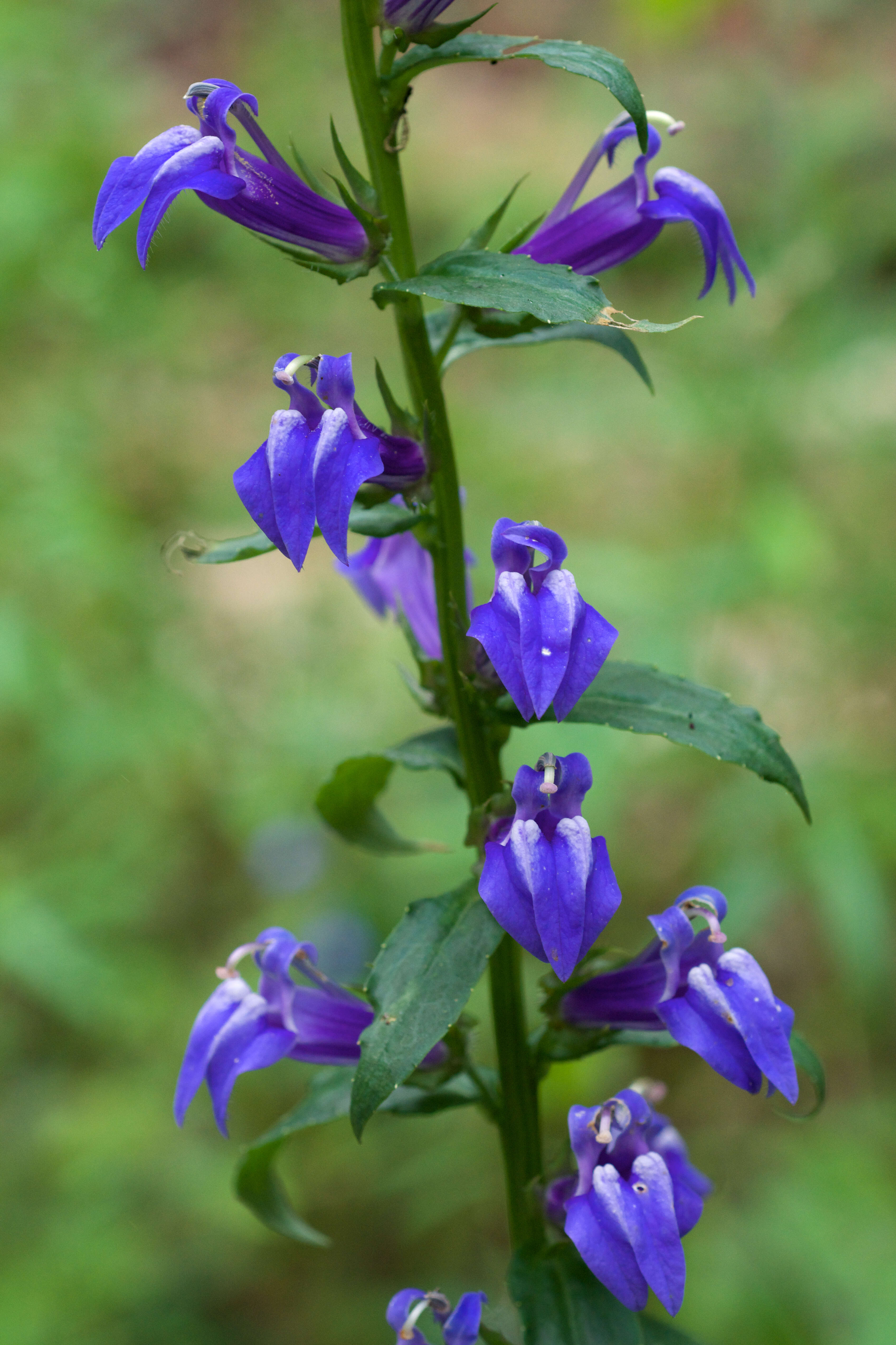 Слика од Lobelia siphilitica L.