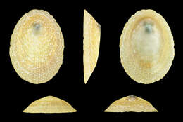 Image of rayed limpet