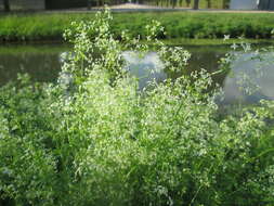 Image of White bedstraw