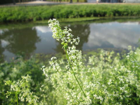 Image of White bedstraw