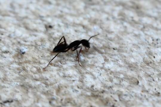 Image of Small black ant