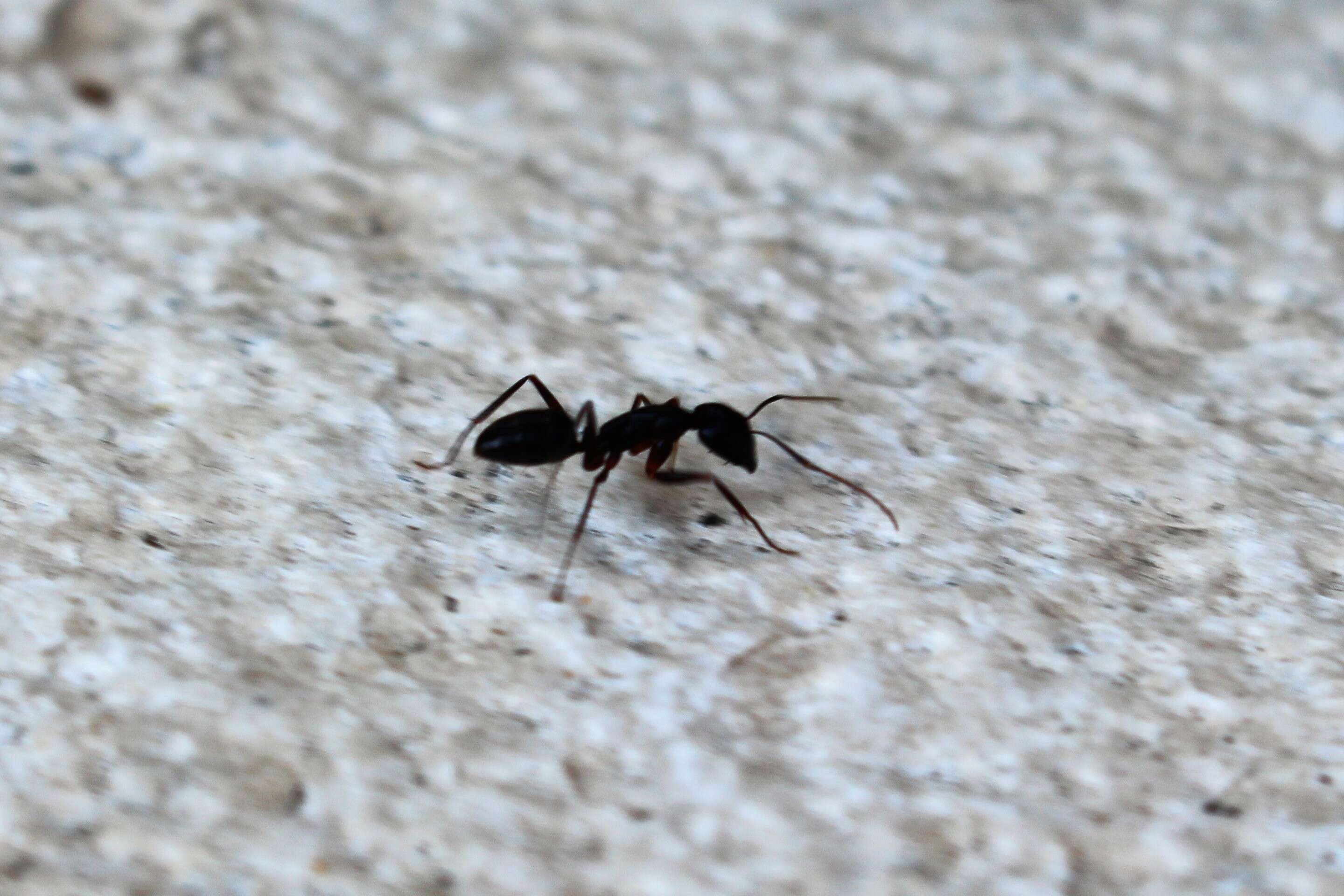 Image of Small black ant