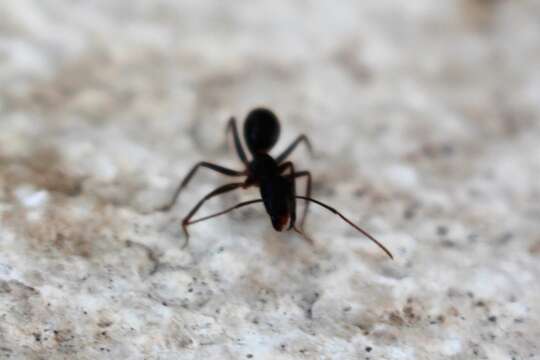 Image of Small black ant