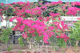 Plancia ëd Bougainvillea glabra Choisy