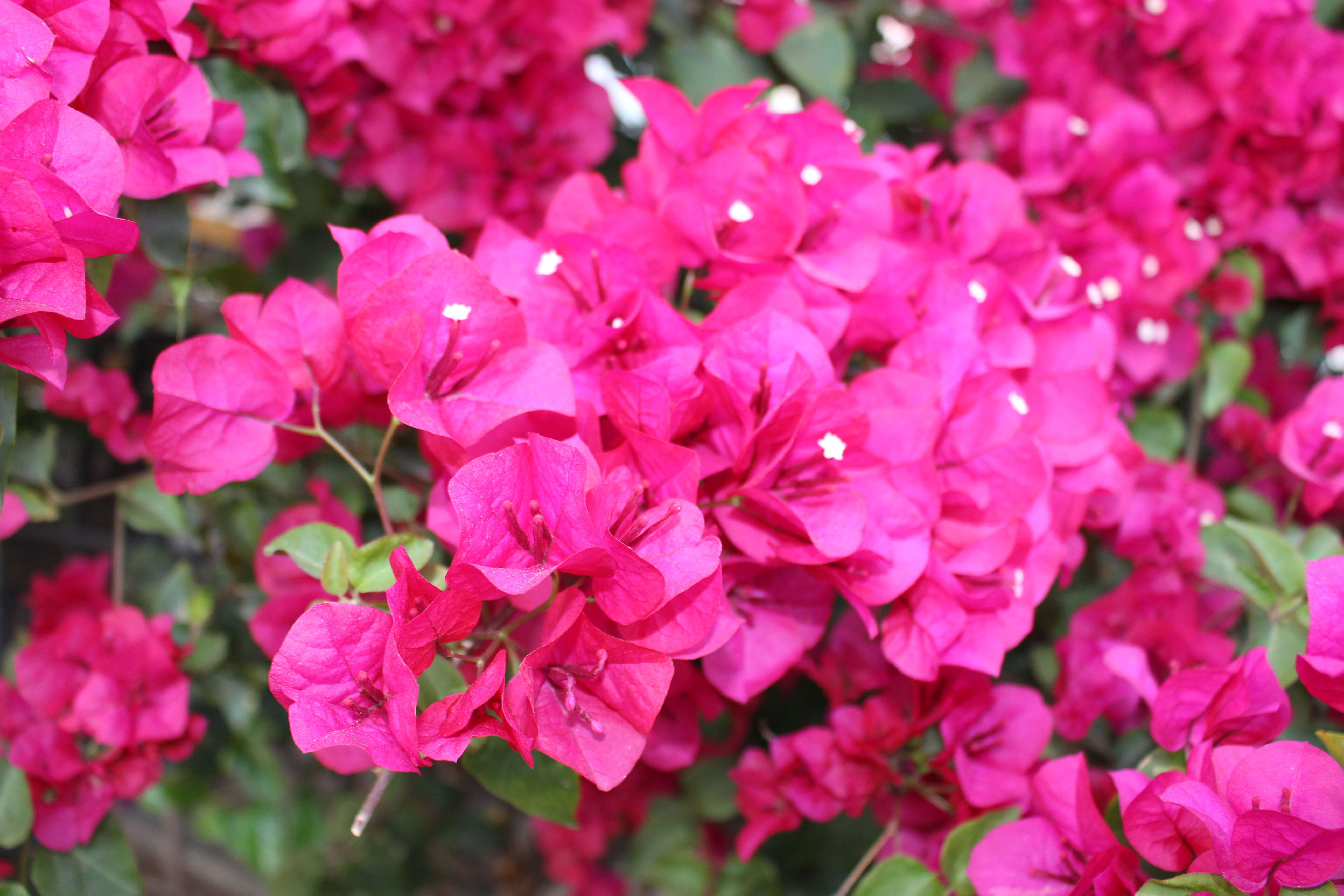 Plancia ëd Bougainvillea glabra Choisy