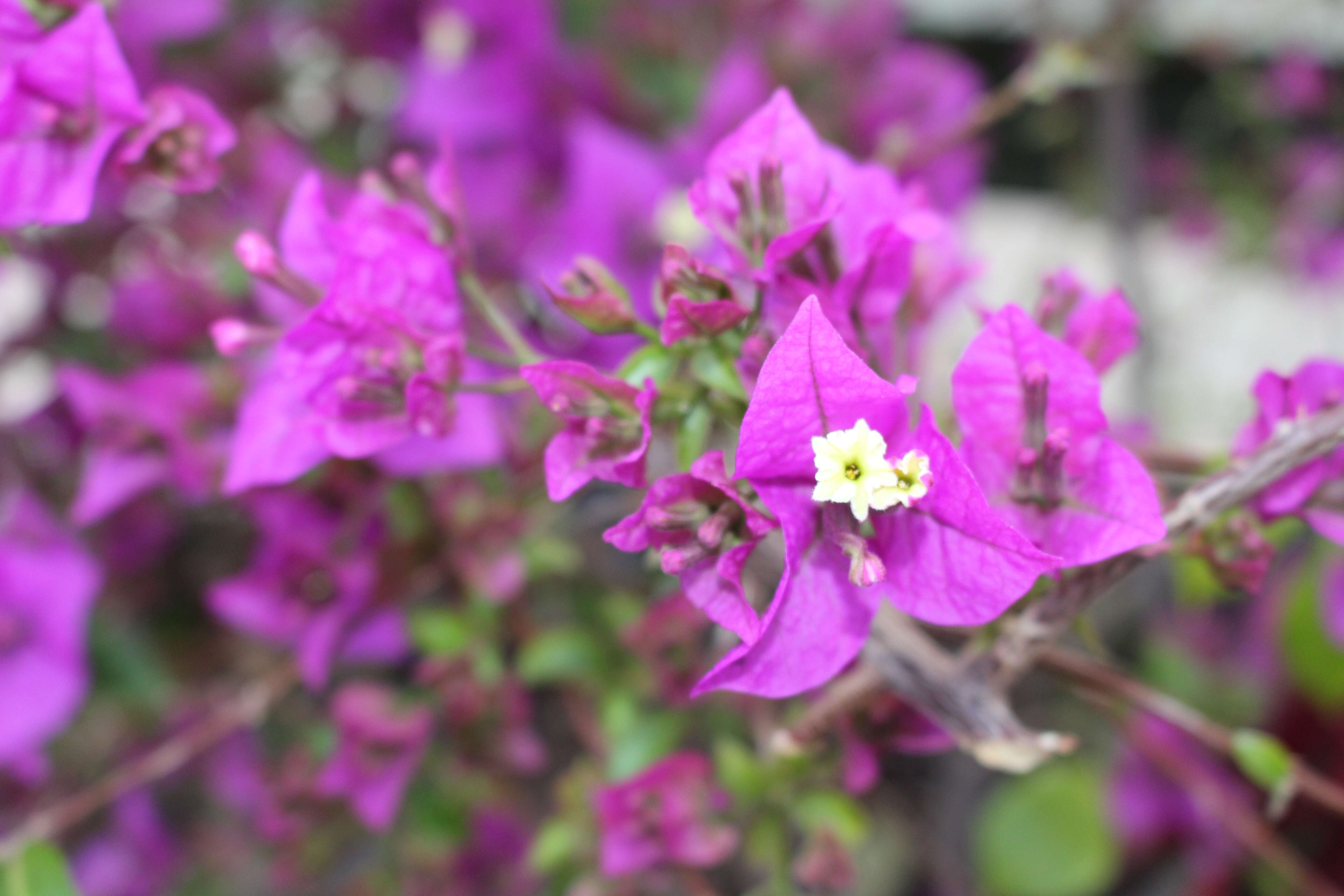 Слика од Bougainvillea glabra Choisy