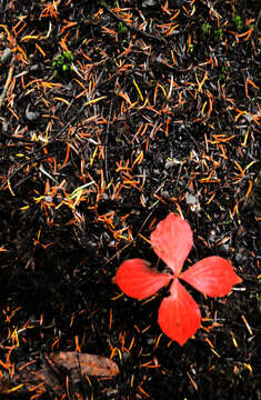 Image of bunchberry dogwood