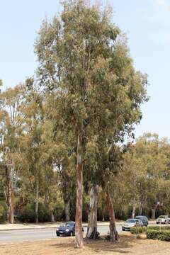 Image of White gum