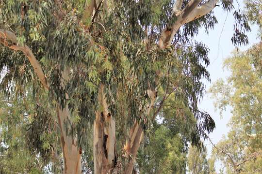 Image of White gum