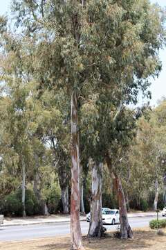 Image of White gum