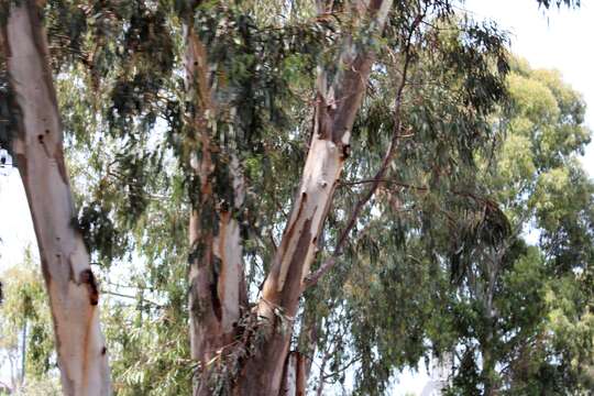 Image of White gum