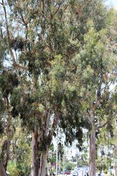 Image of White gum