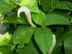 Image of lizard's tail