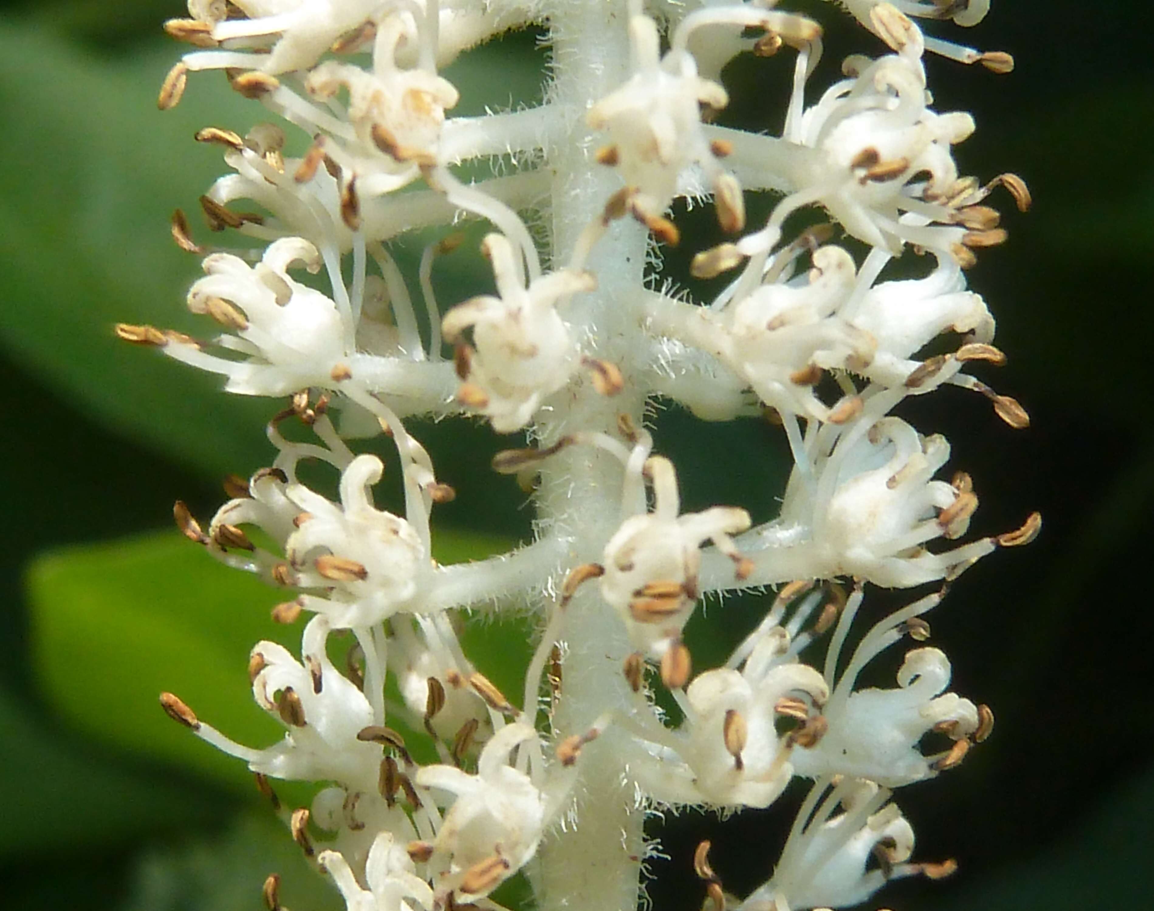 Image of lizard's tail