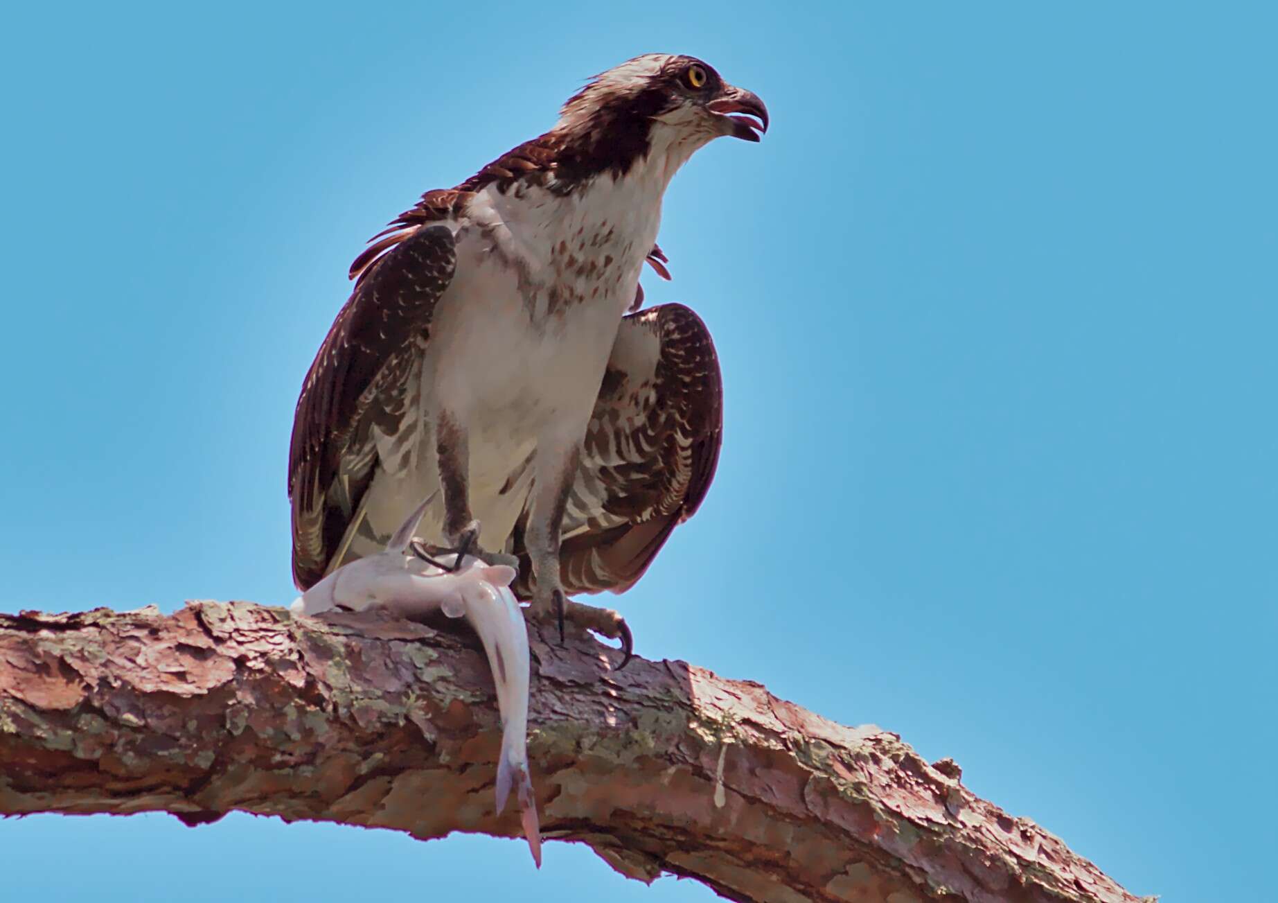 Image of ospreys