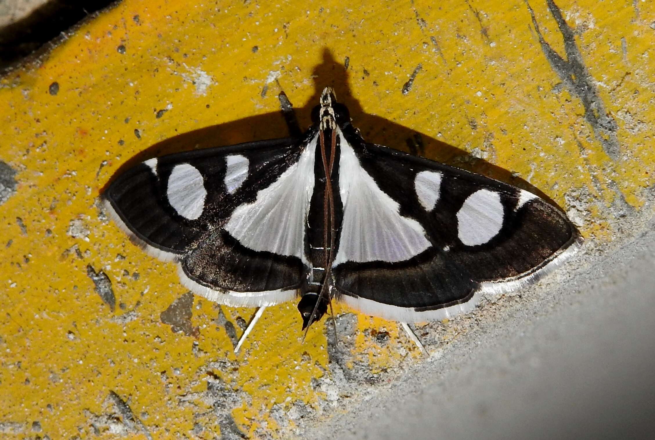 Imagem de Glyphodes bicolor Swainson (1821)