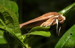 Image of Pale Brown Hawkmoth