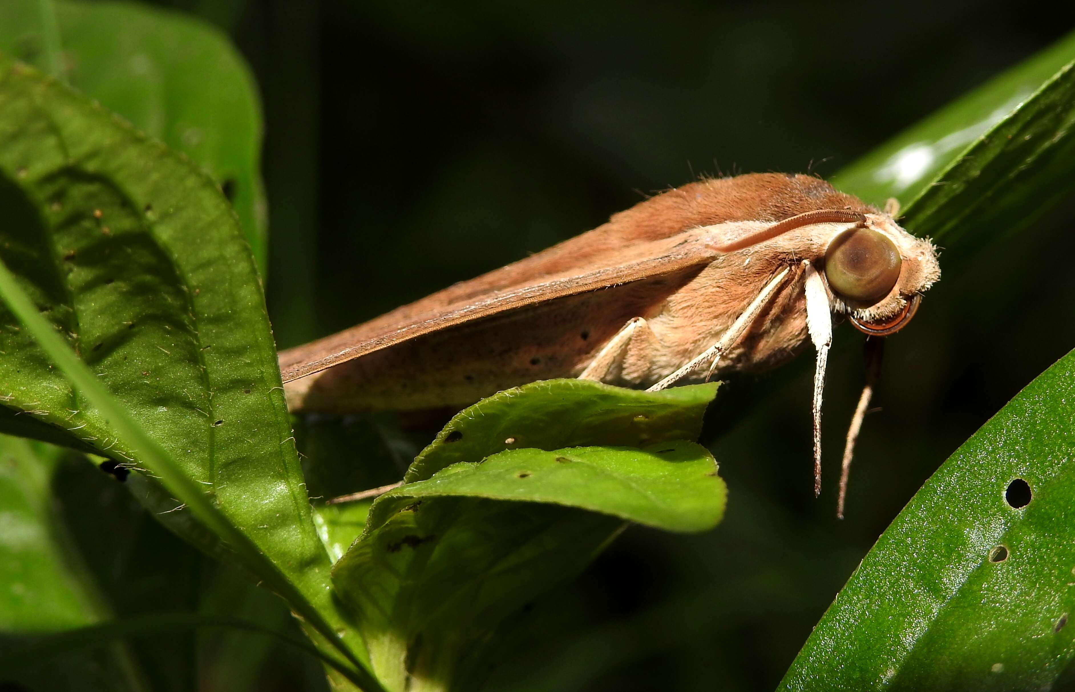 Image of Pale Brown Hawkmoth