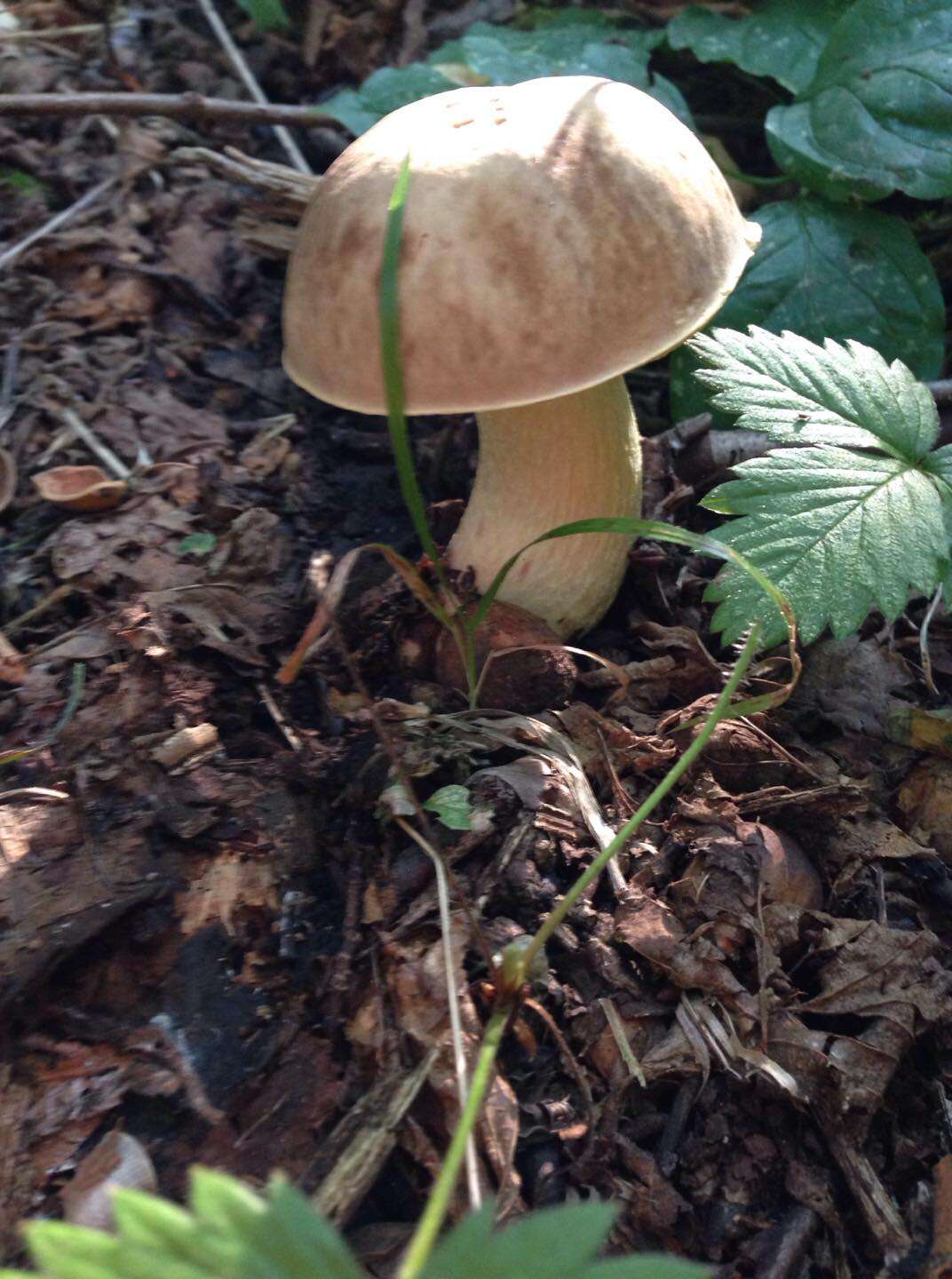 Image of Hemileccinum