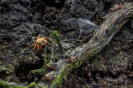 Image de Héron des Galapagos