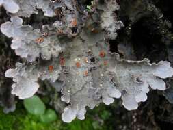 Image of lung lichen