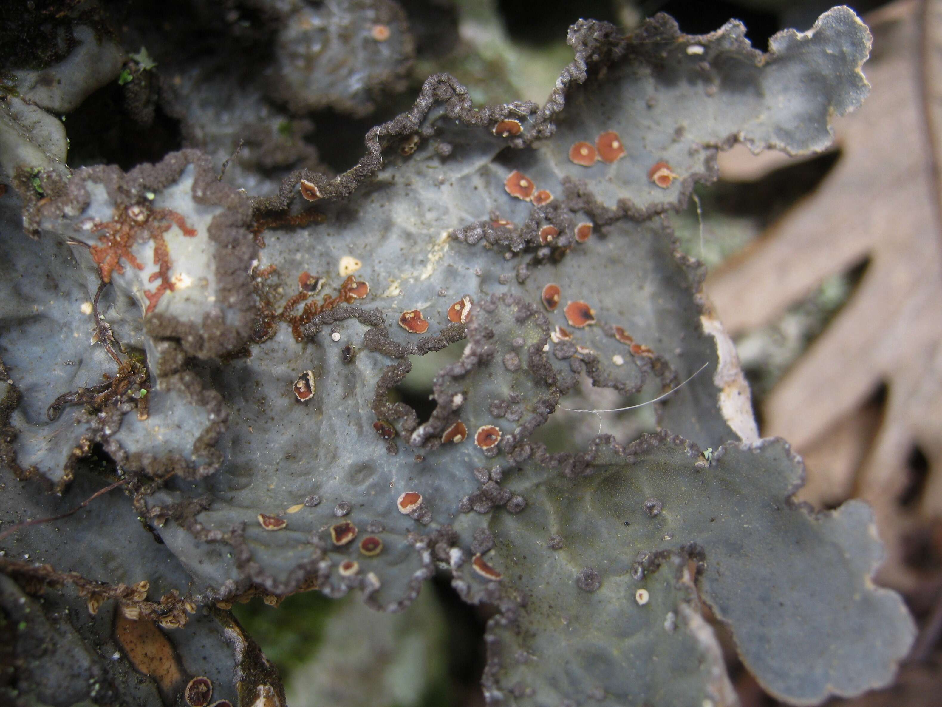 Image of lung lichen