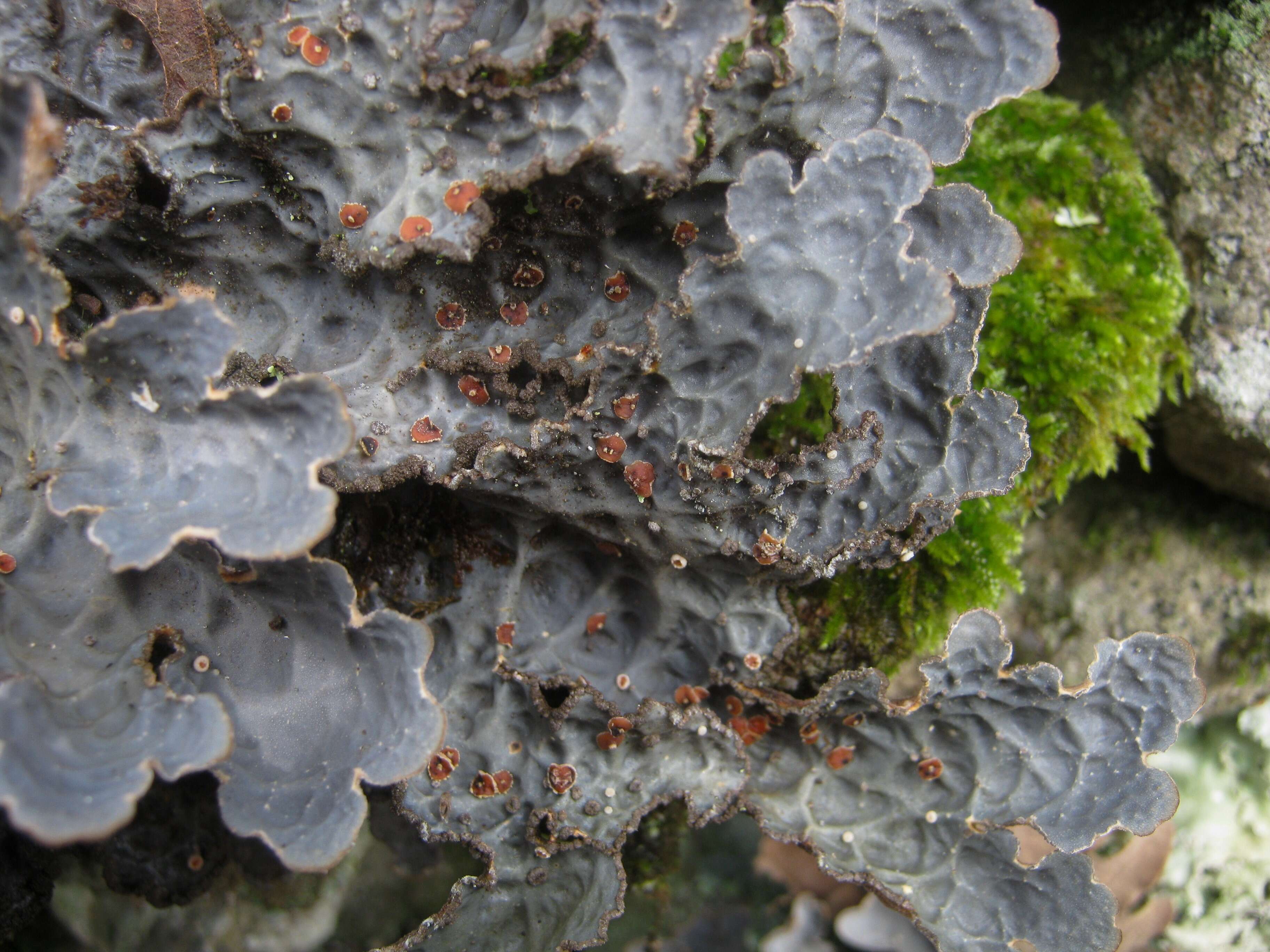 Image of lung lichen