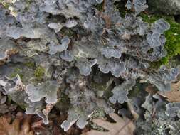 Image of lung lichen