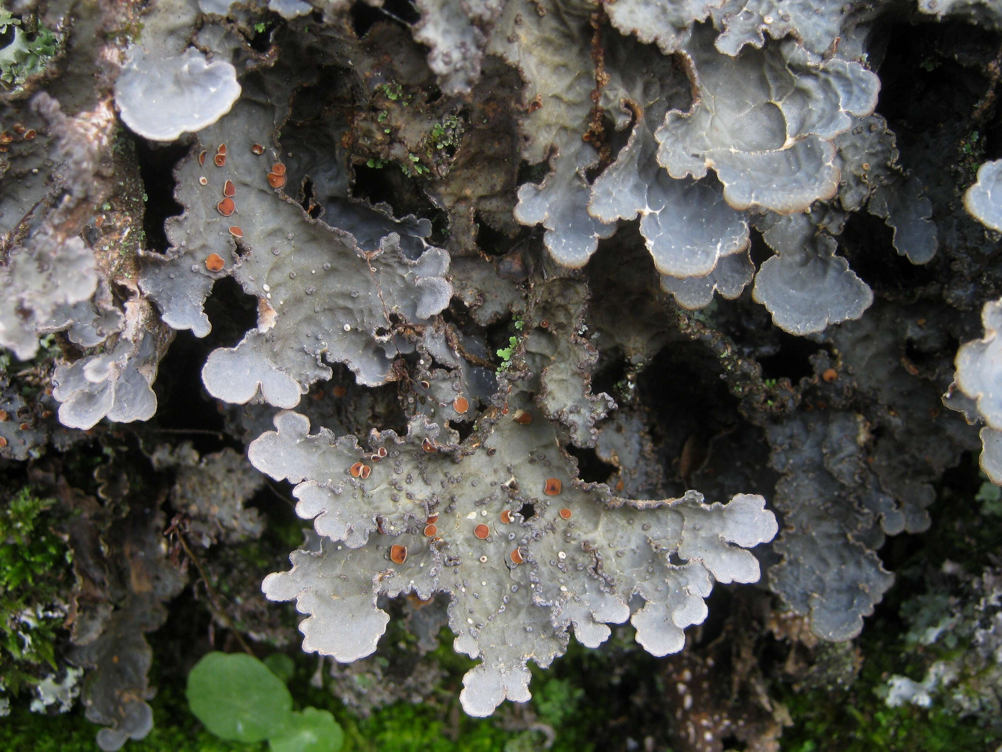 Image of lung lichen