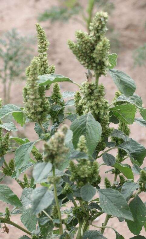 Image of redroot amaranth