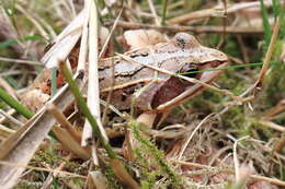 Image of Altai Brown Frog (Altai Mountains Populations)