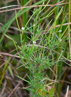 Epilobium leptophyllum Rafin. resmi