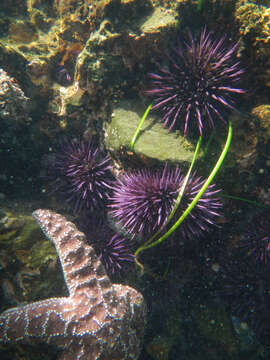 Image of sea urchins