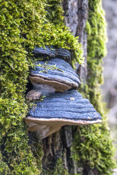 Image of Phellinus igniarius (L.) Quél. 1886