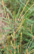 Image of Allocasuarina portuensis L. A. S. Johnson