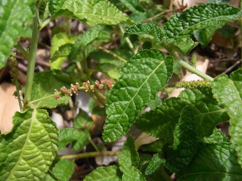 Image of Acalypha nemorum F. Muell. ex Müll. Arg.