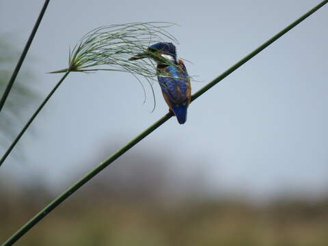 Image of Alcedo cristata