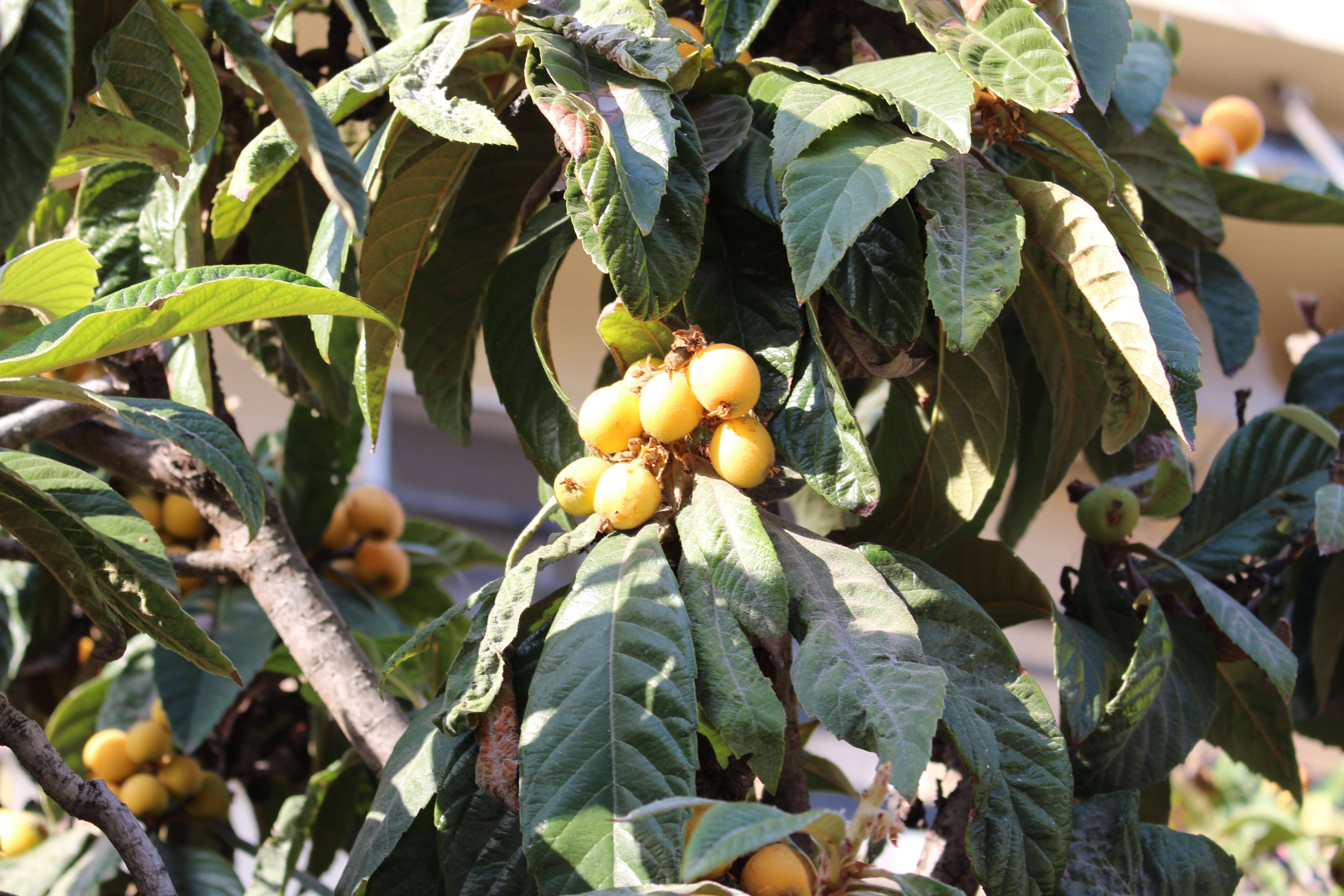 Image of loquat