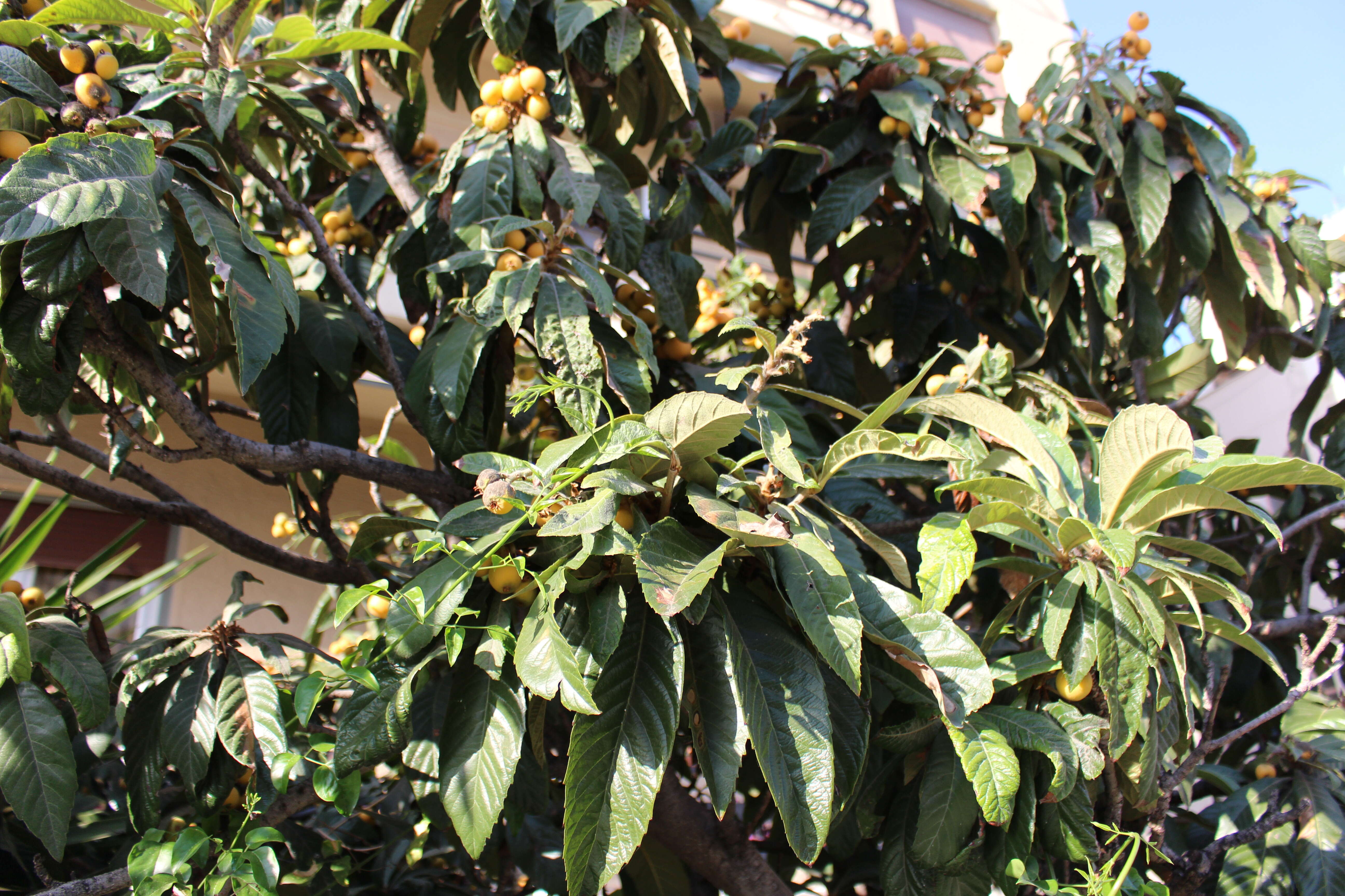 Image of loquat