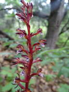 Image of Spotted coralroot