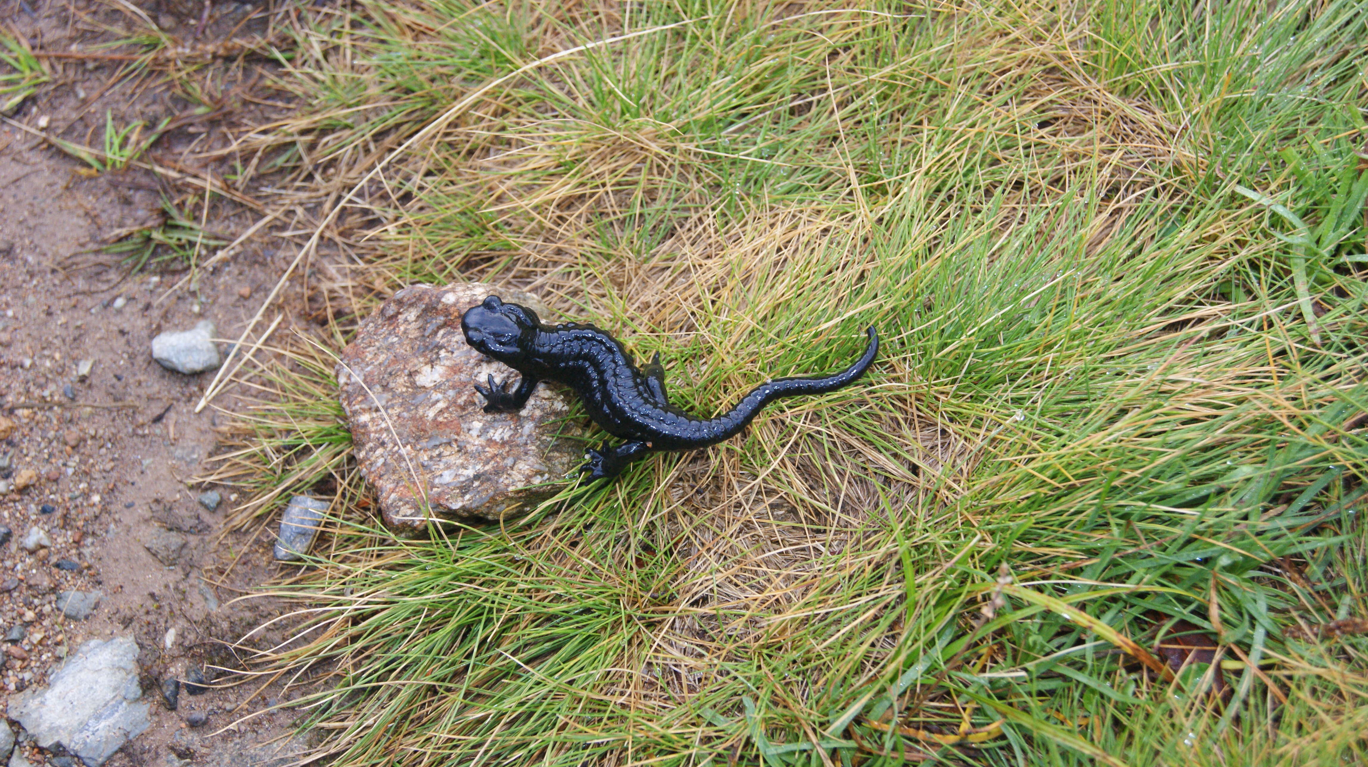 Sivun Salamandra lanzai Nascetti, Andreone, Capula & Bullini 1988 kuva