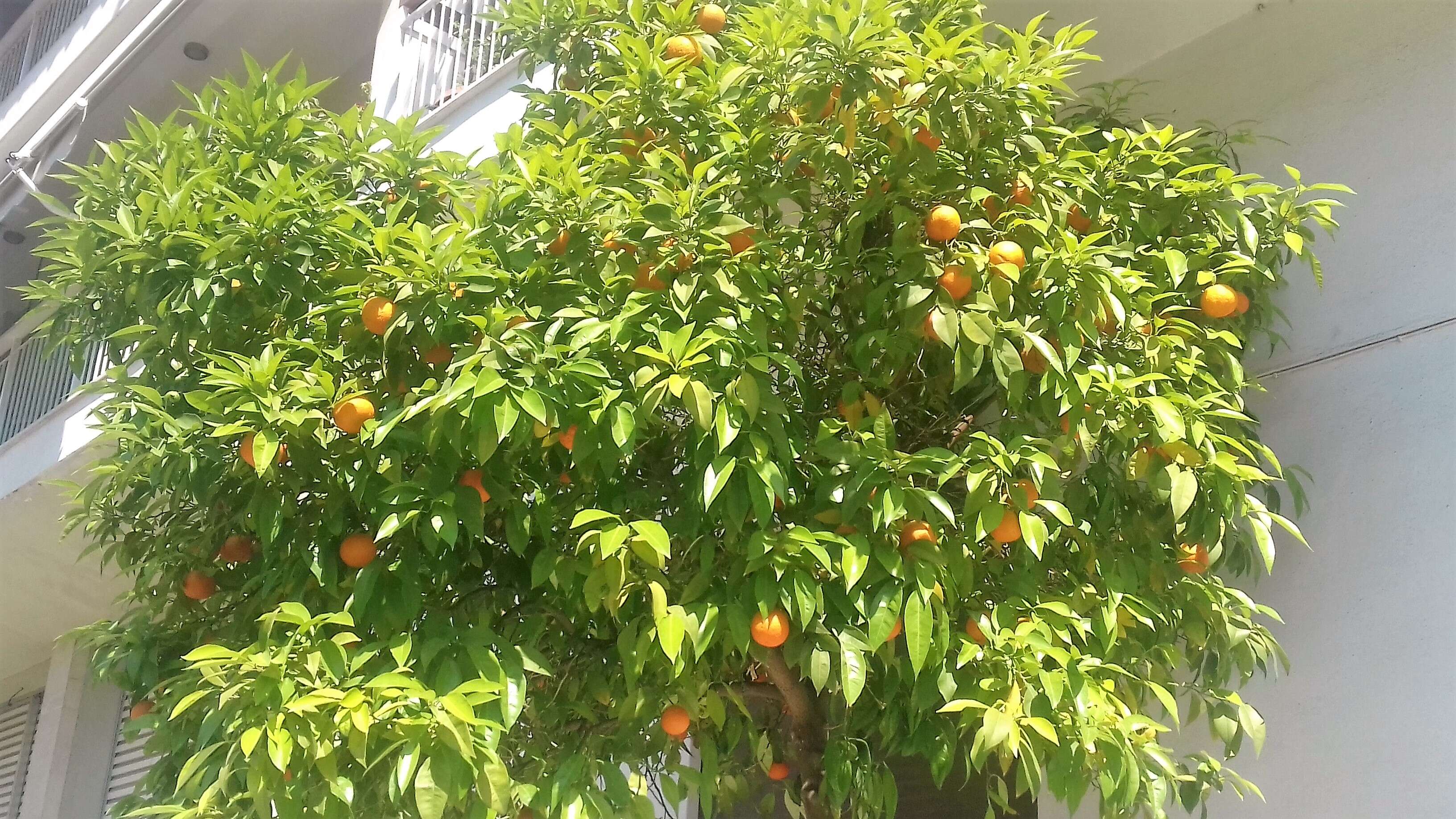 Image of Citrus × sinensis