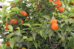 Image of Citrus × sinensis