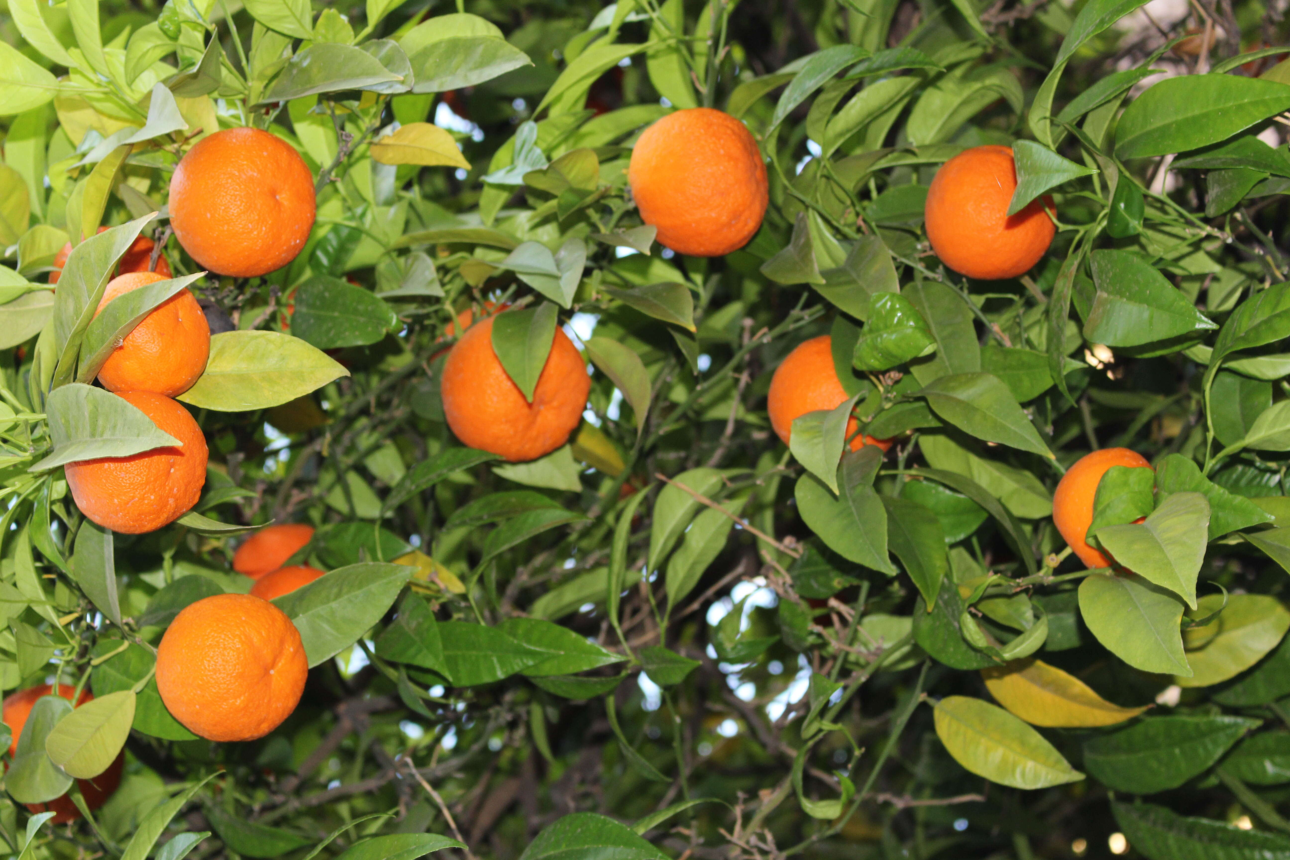 Image of Citrus × sinensis