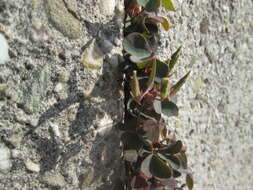 Image of creeping woodsorrel