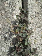 Image of creeping woodsorrel