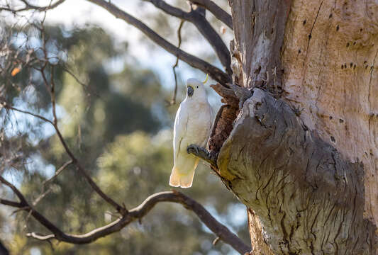 Image of Sulphur-crested Cockatoo