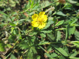 Imagem de Potentilla reptans L.