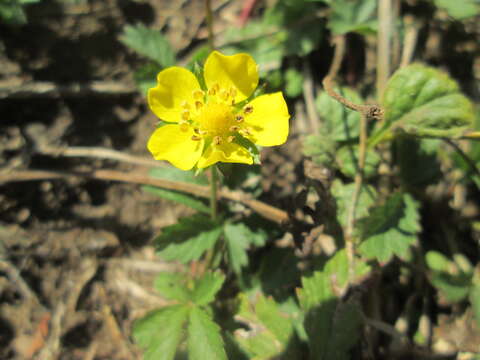 Imagem de Potentilla reptans L.