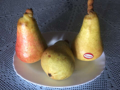 Image of European Pear